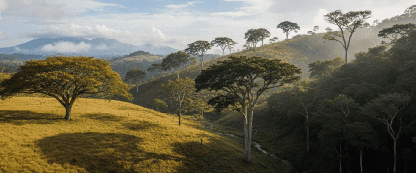 Sunlit rolling hills with scattered tropical trees, a narrow stream winding through a valley and distant misty mountains