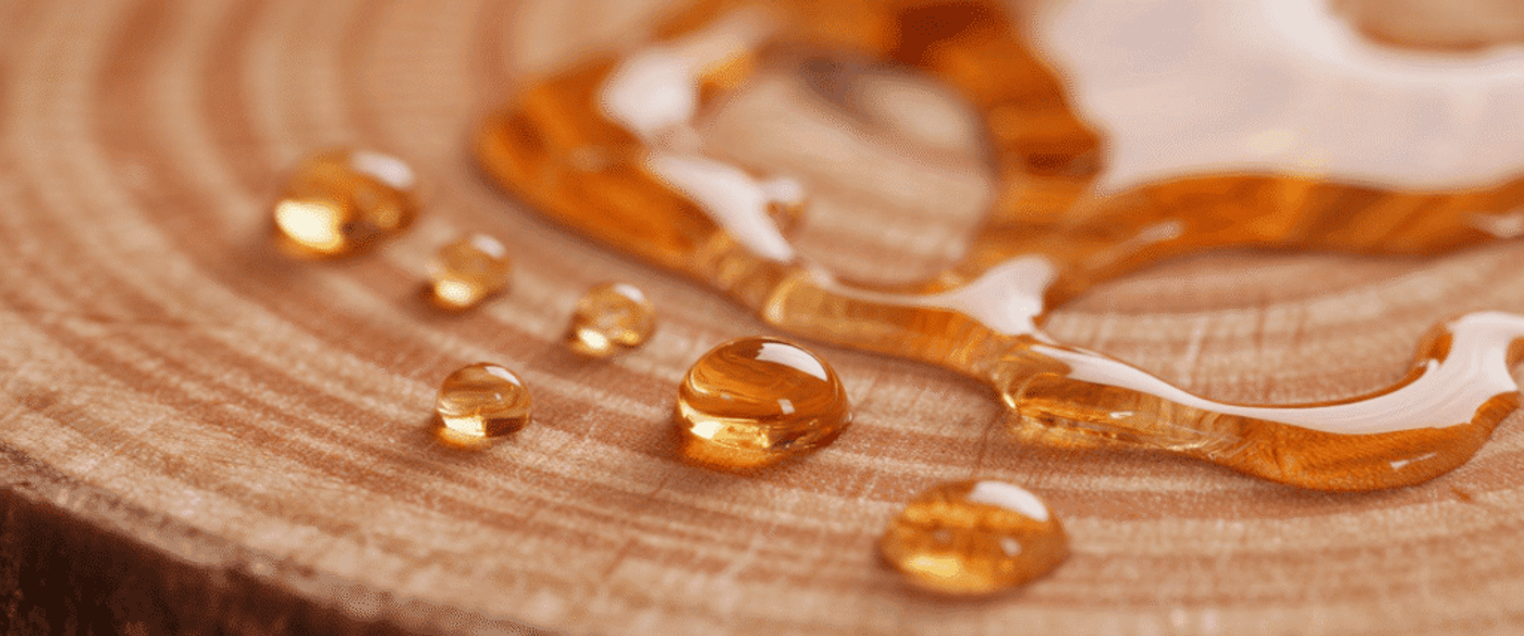 Fresh amber resin droplets glistening on concentric tree rings of a wooden stump