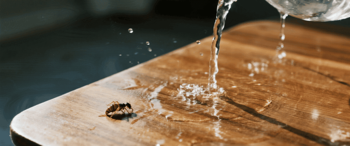A teak table with water being poured on the surface, water droplets rolling off without soaking in, and a small termite