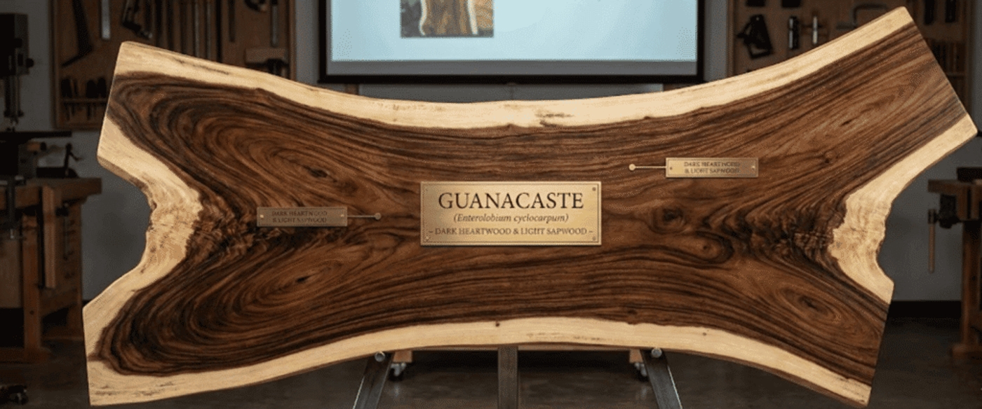Guanacaste wood slab with rich dark heartwood and light sapwood, mounted on stands with brass labels in a workshop setting
