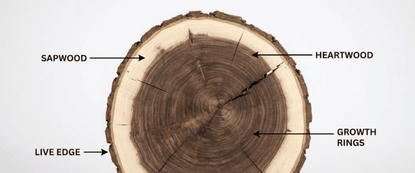 Cross-section of a tree trunk showing concentric growth rings, dark heartwood center, lighter sapwood, and labeled live edge, heartwood, and growth rings