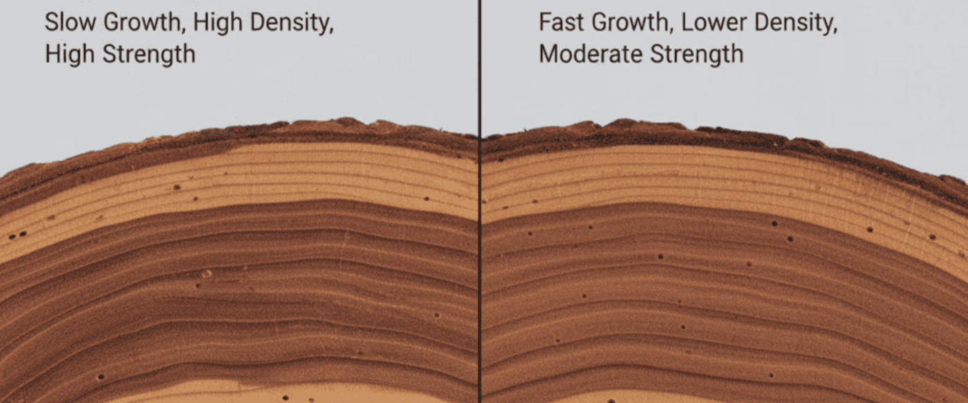Tight growth rings (left) show narrow, dense rings indicating slow growth and high strength; wide rings (right) show broader rings indicating fast growth and lower density