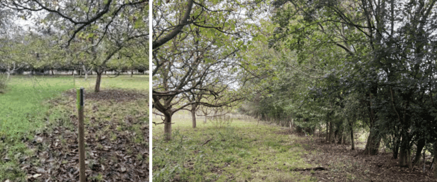 Mown grassy path bordered by leaf‑litter and scattered trees on the left, dense hedgerow and taller trees