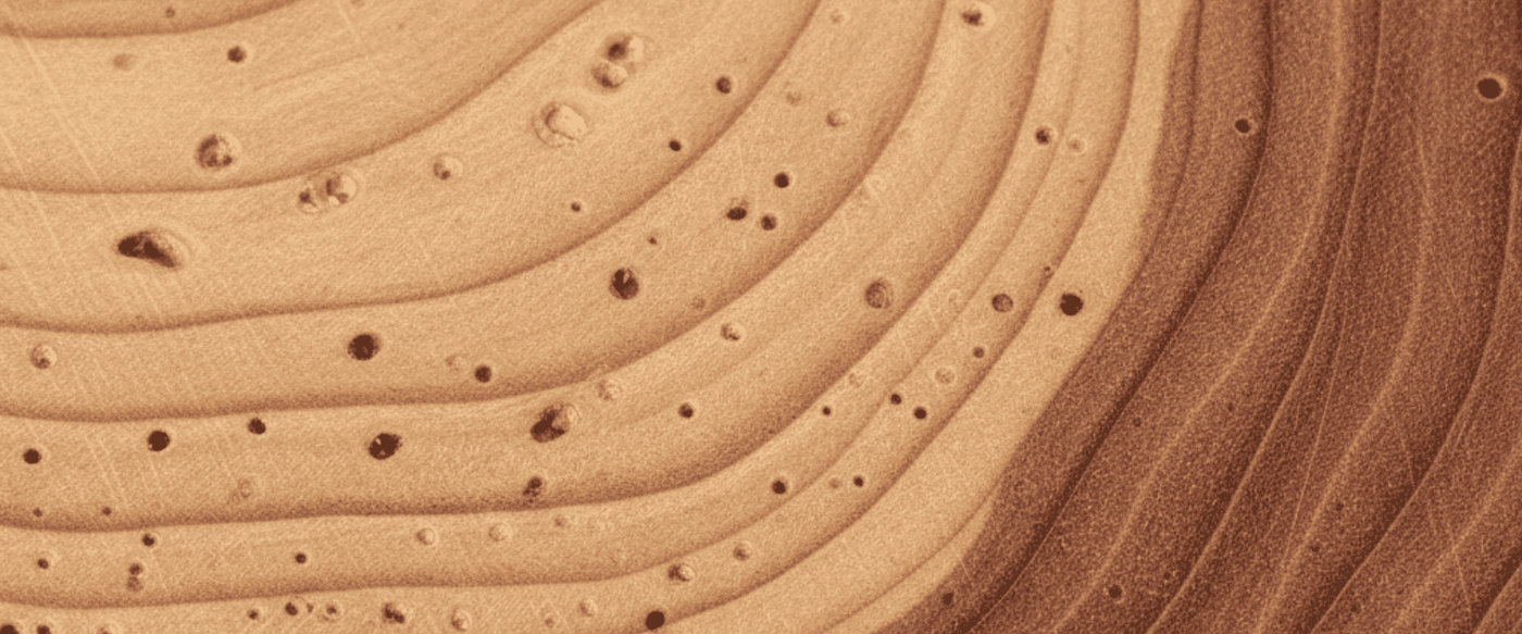 Guanacaste Growth Rings: What They Reveal About Wood Quality image