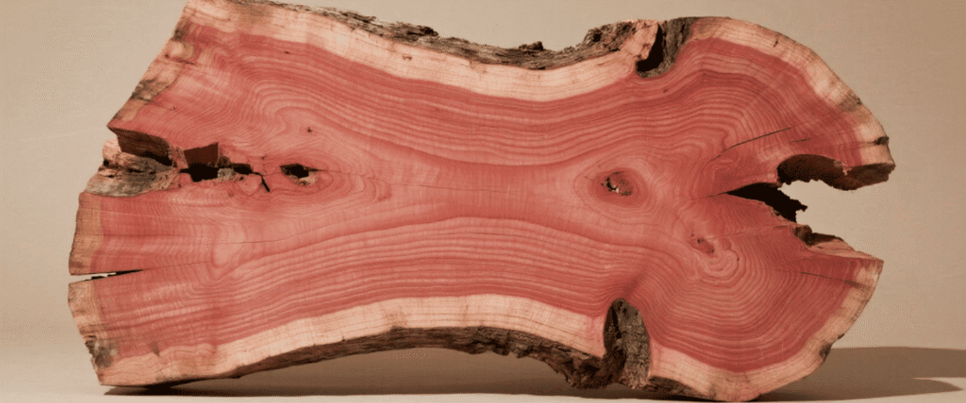 Cross-section of a pink-hued cedar slab showing growth rings, bark edges, and natural cracks on a beige background.