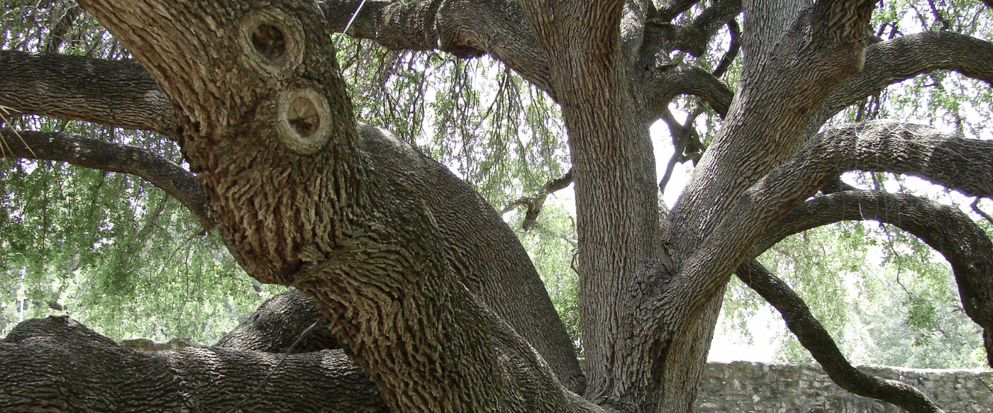 Native Texas Wood Species Encyclopedia image