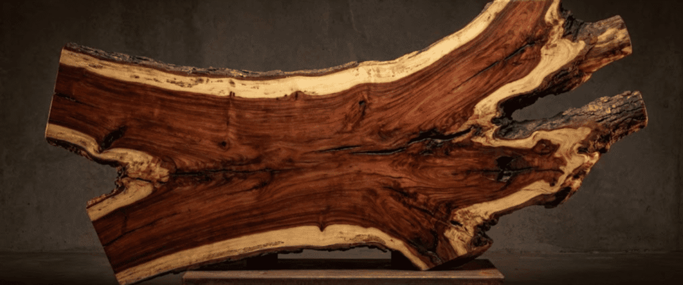 Polished live-edge walnut slab with rich grain and pale sapwood accents displayed horizontally on a low metal stand against a neutral concrete backdrop