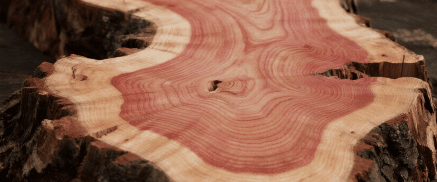 Crosscut of a cedar log showing rich pink heartwood and pale sapwood with visible growth rings and rough bark edges, close-up texture.
