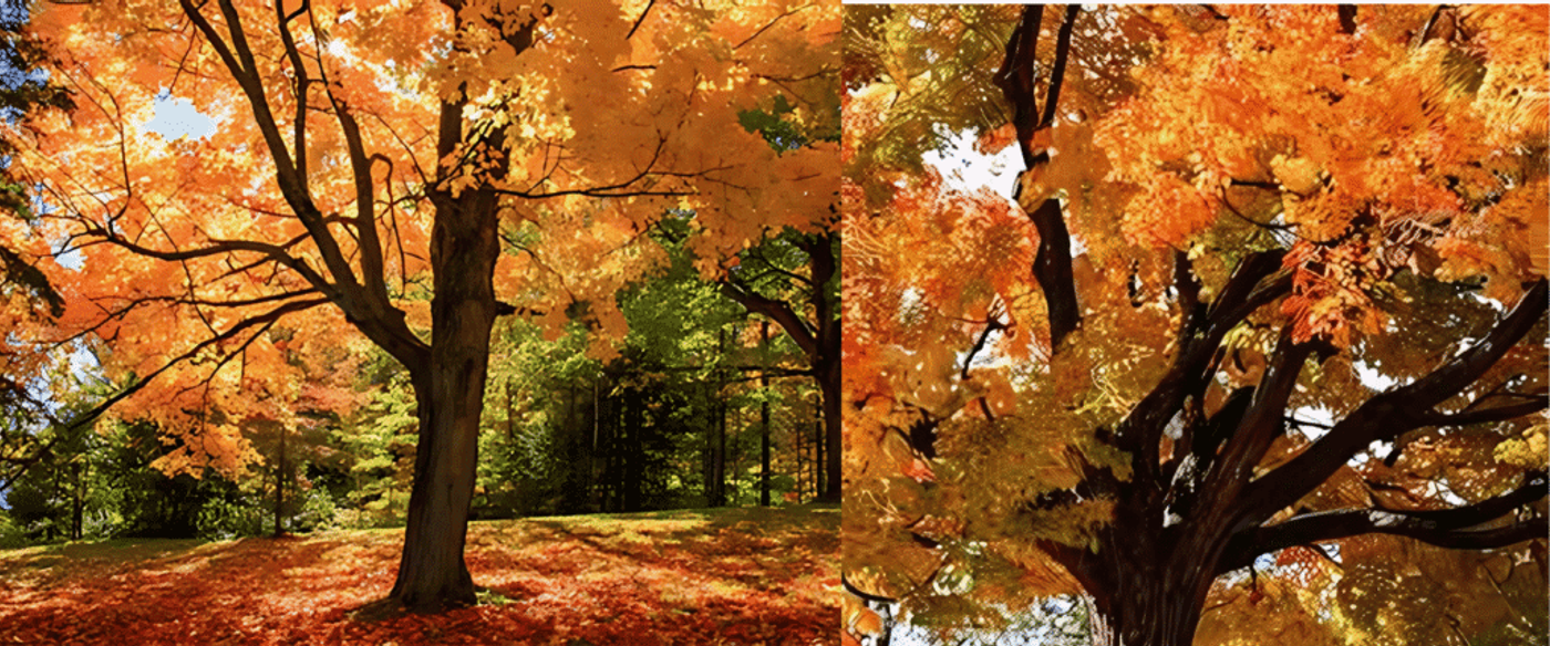 Vibrant autumn tree with thick trunk and spreading branches covered in bright orange and yellow leaves.