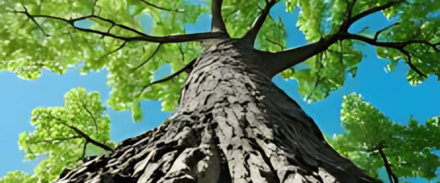 The Impact of Climate Change on Wood Quality image