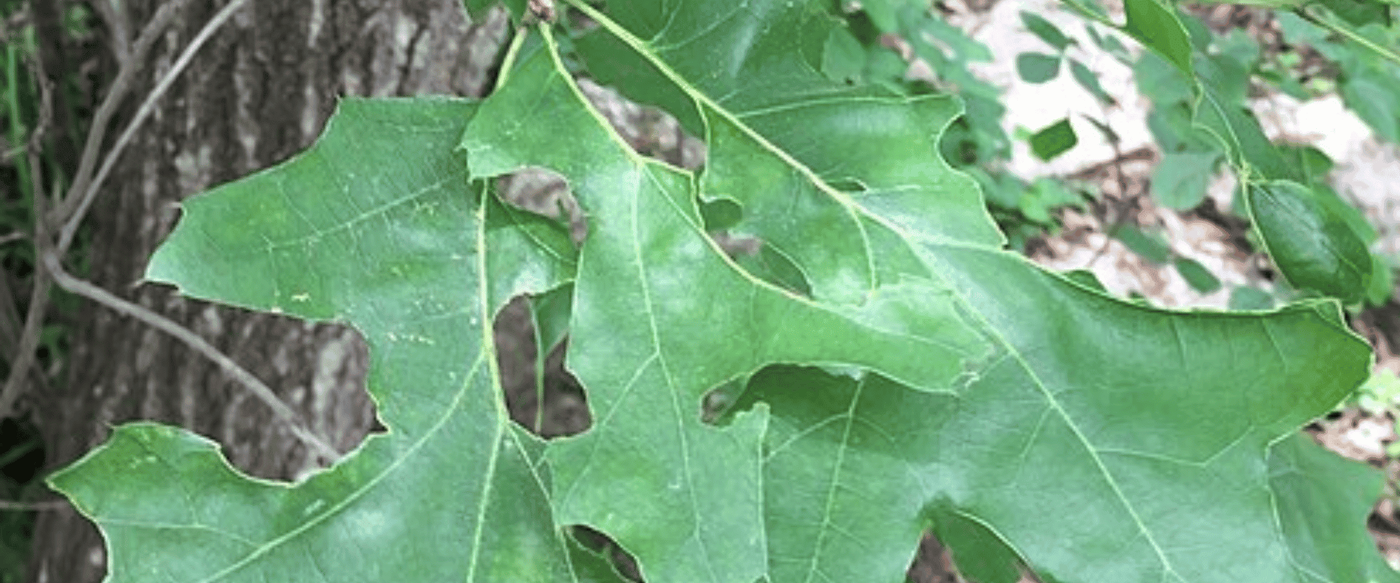 Native Texas Wood Species Encyclopedia image