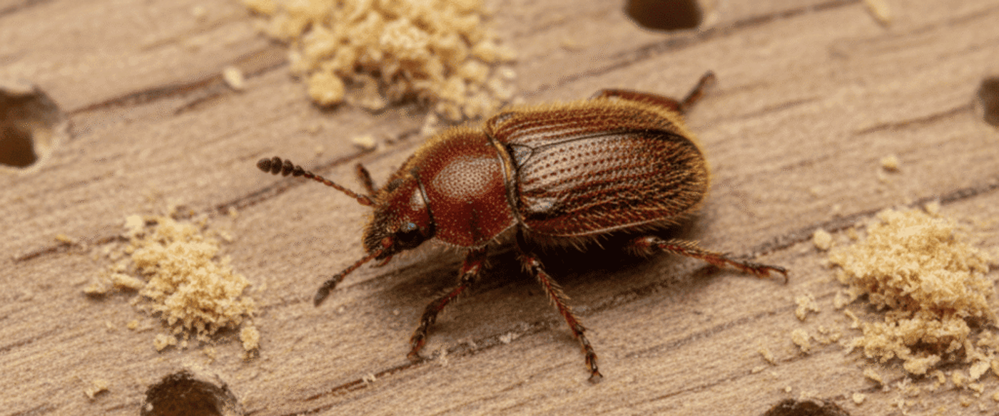 Small reddish-brown beetle on drilled wooden board with sawdust piles and round holes, close-up macro showing textured shell and antennae.