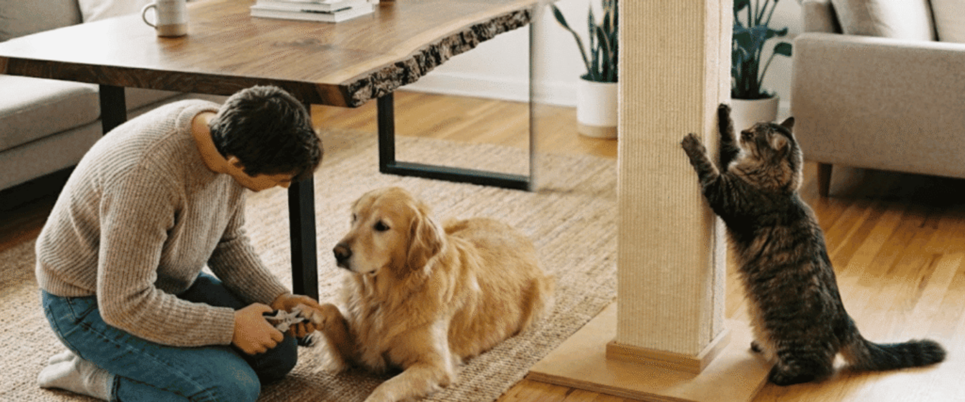 Man trimming a golden retriever’s nails on a rug while a tabby cat uses a scratching post in a cozy living room