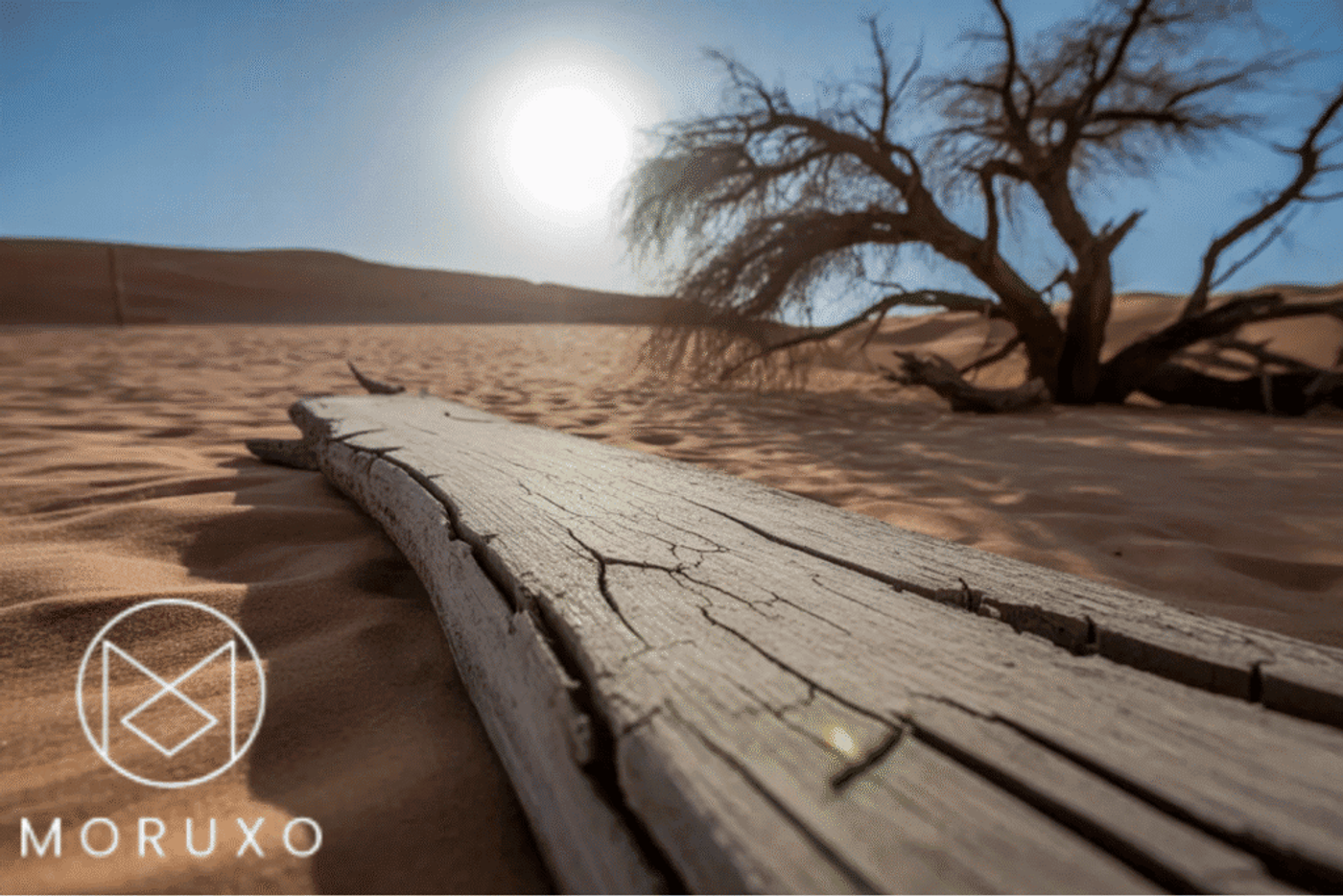 Dry cracked wood log lying on desert sand with a dead tree and bright sun in the background