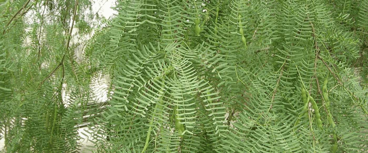 Close-up of feathery green fern-like tree foliage with slender hanging seed pods on thin branches.