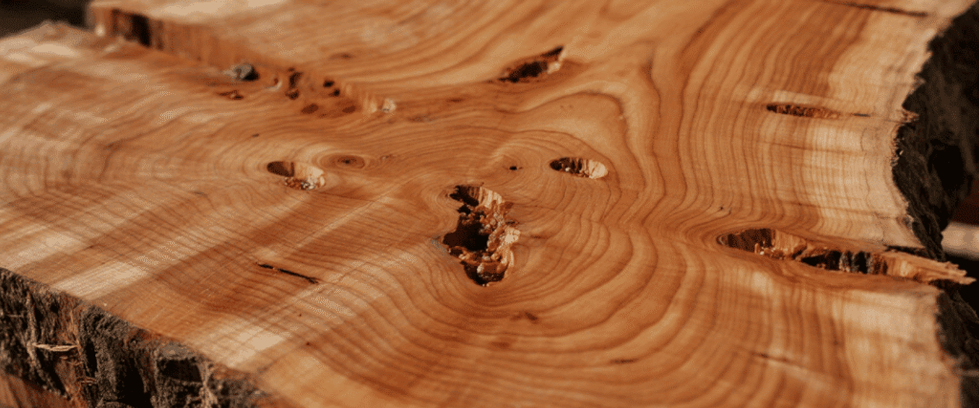 A close-up of a freshly cut wooden slab showing concentric growth rings, natural knots, bark edge, and warm honey-brown grain.