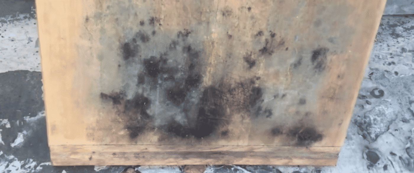 close-up-of-mold-on-live-edge-slab