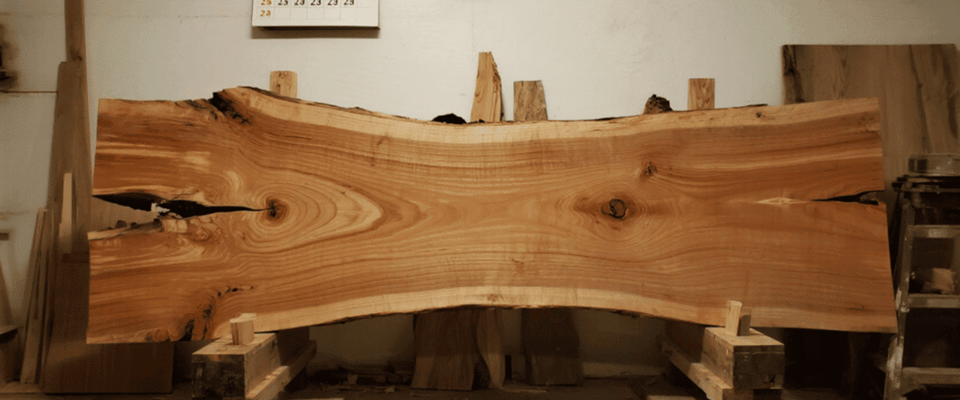 Wide live-edge wood slab with knots and grain patterns mounted on sawhorse stands in a workshop under clock and calendar.