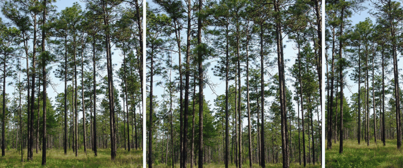 all pine forest with thin trunks and sparse underbrush under a bright blue sky, sunlight filtering through needles