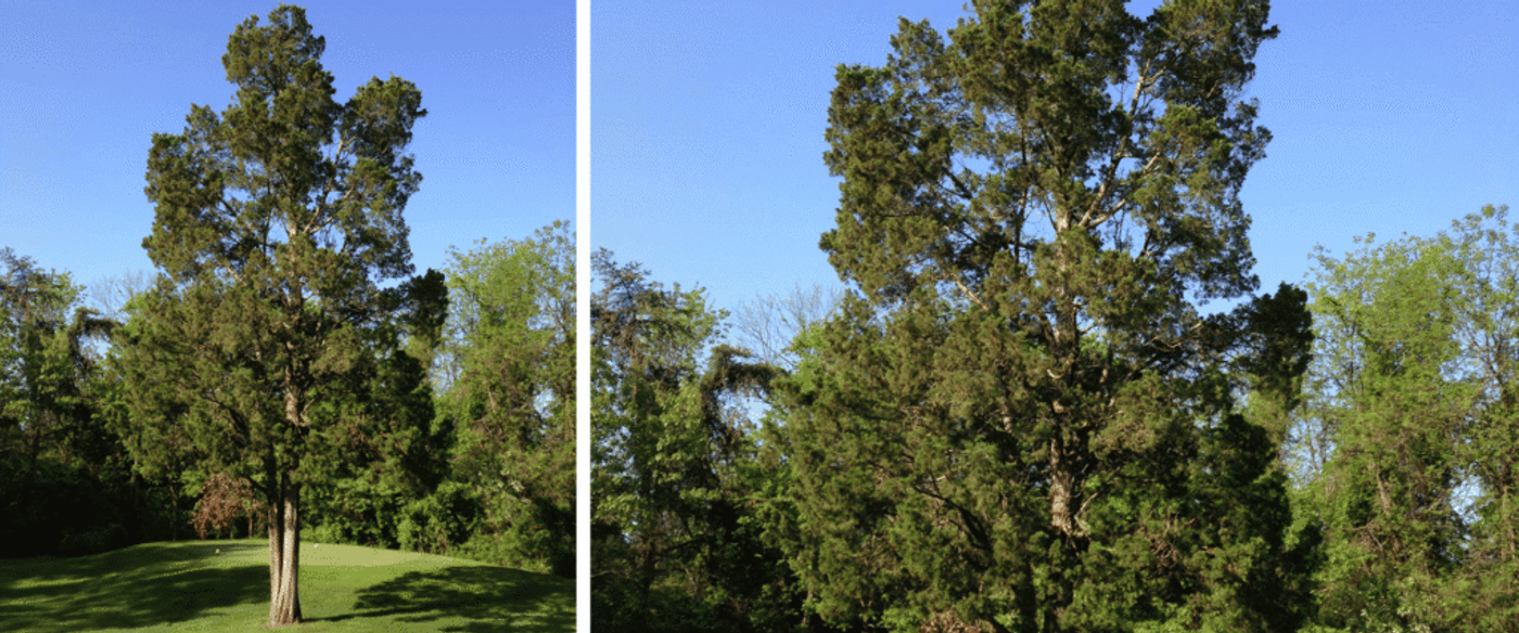 Tall lone evergreen tree standing on a lush green lawn with bright blue sky and surrounding leafy trees in the background