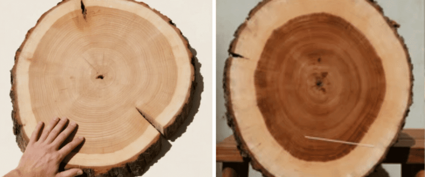 side-by-side comparison of two live-edge wood slabs: one with a clear, dark heartwood core and a wide, light sapwood border, and another with a more subtle transition
