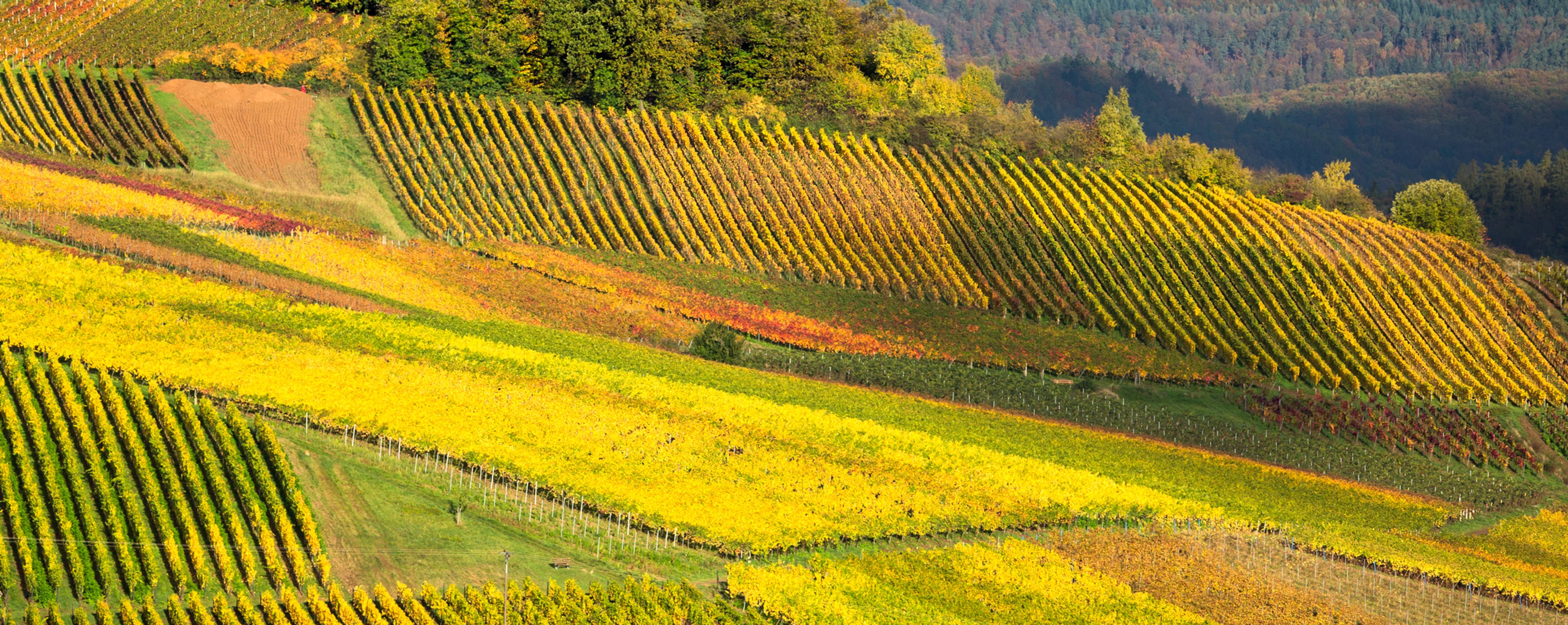 Vinodling i Tyskland