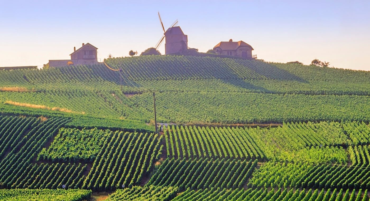 Vinodling av champagne