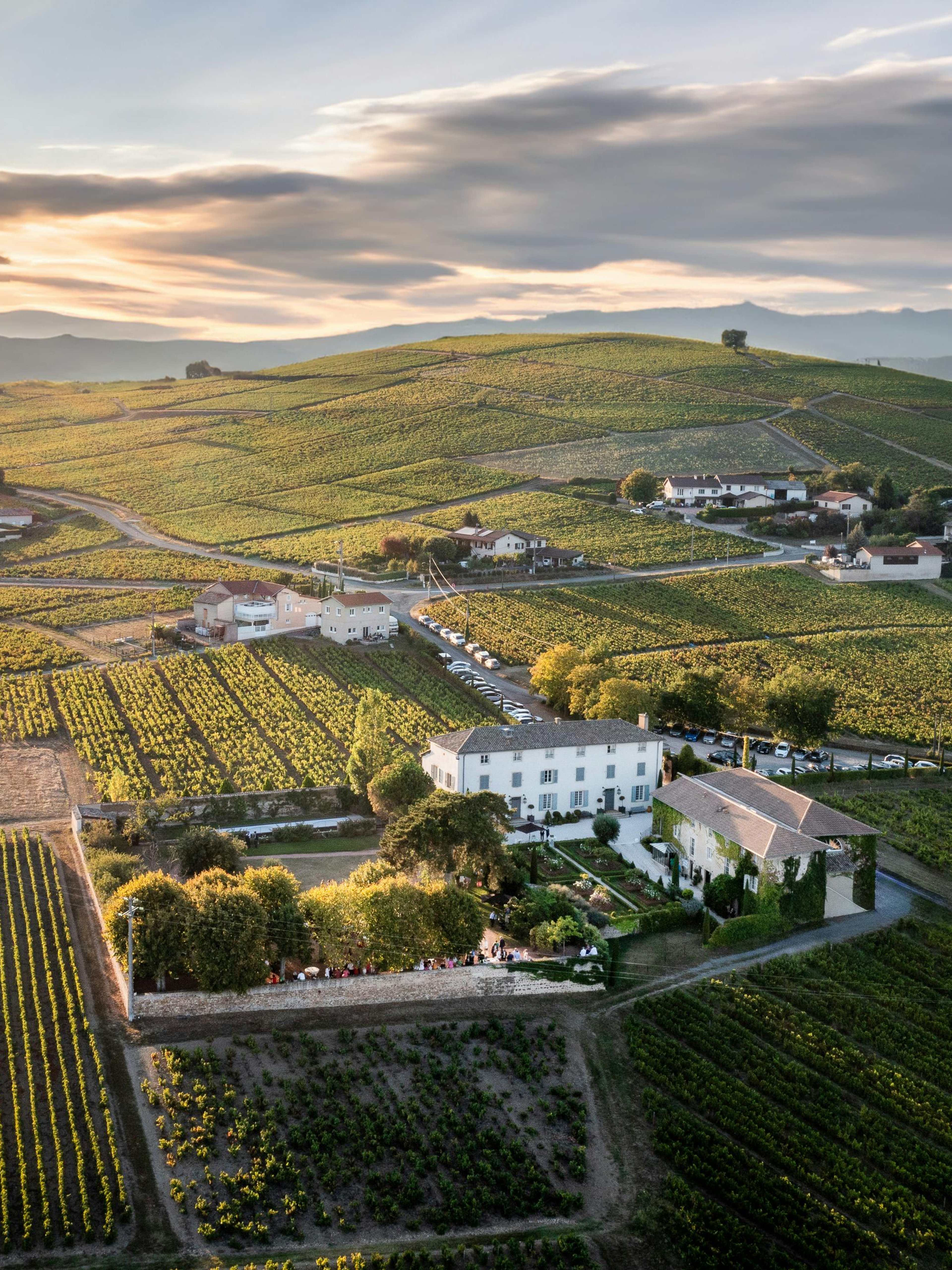 Vingård i Beaujolais