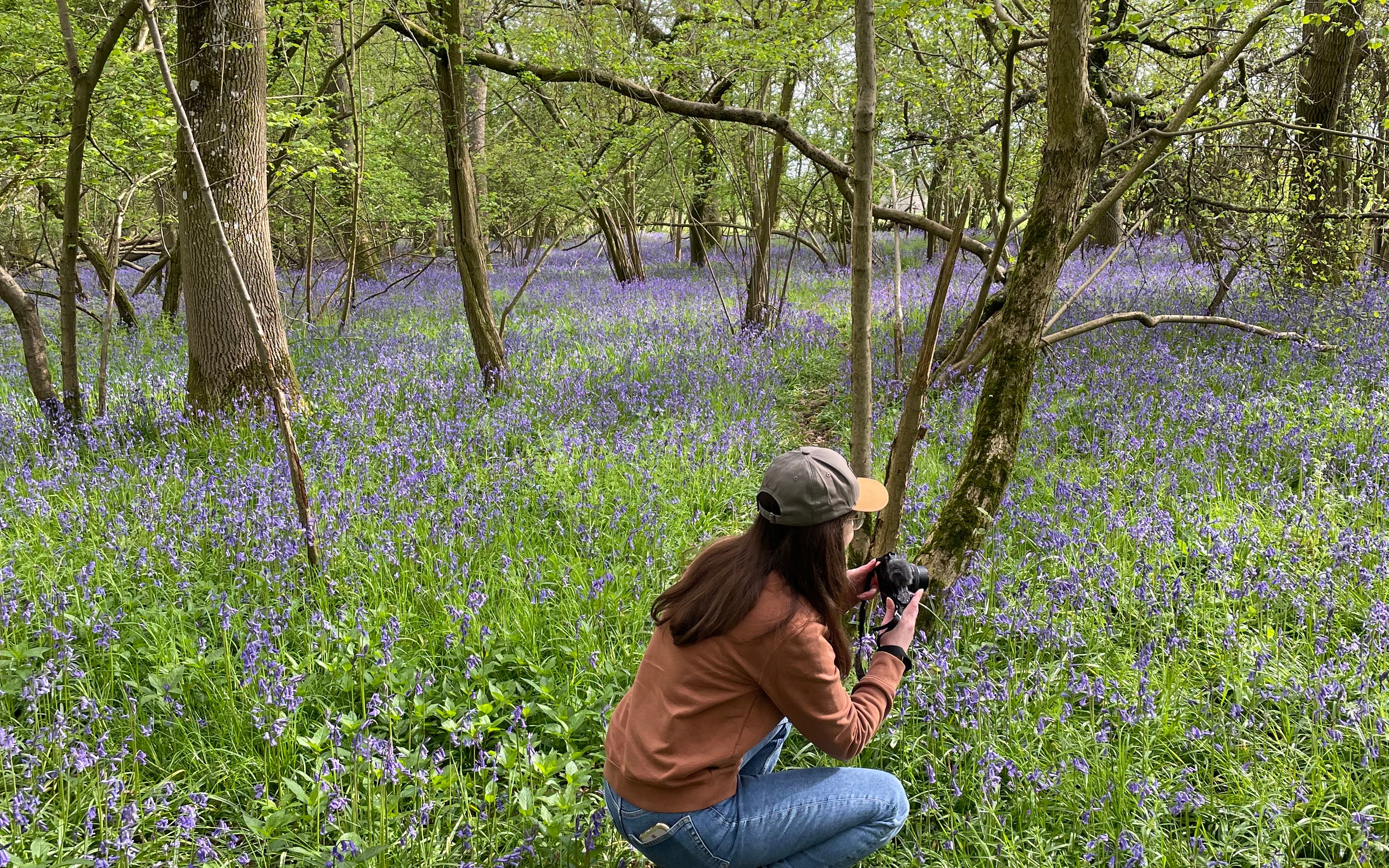 Woman photographing bluebells