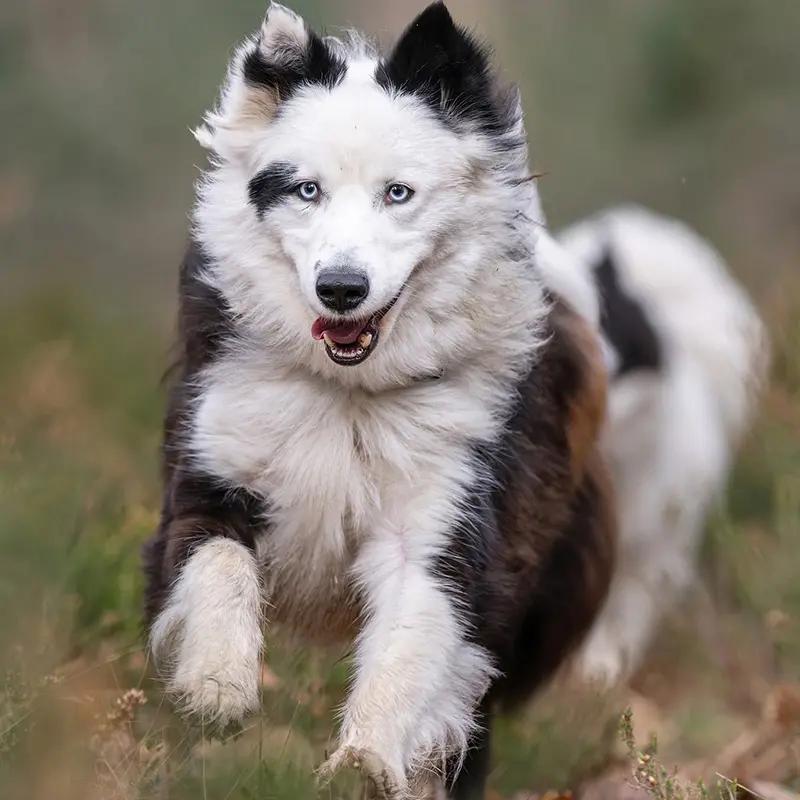 Portrait de chien au studio de Fontainebleau
