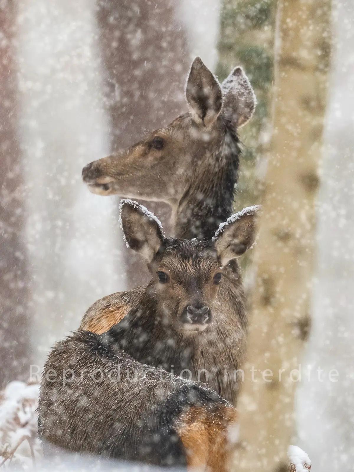Biche sous la neige dans la forêt de Fontainebleau · Valdet Galica