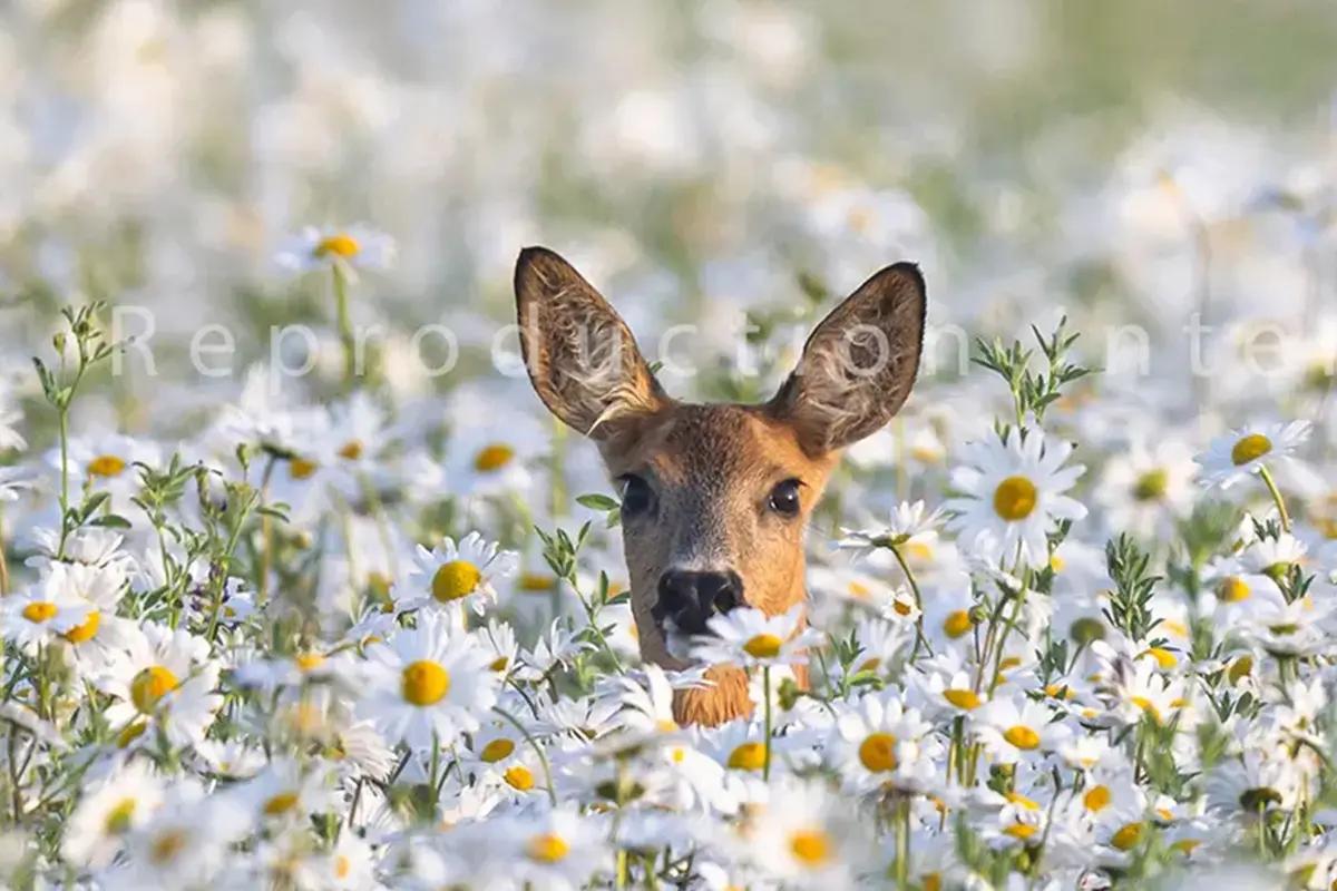 Chevreuil dans un champ de marguerites · Valdet Galica
