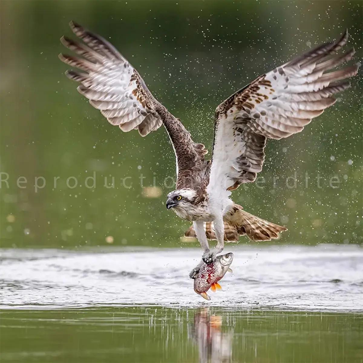 Balbuzard pêcheur dans le Loiret · Valdet Galica