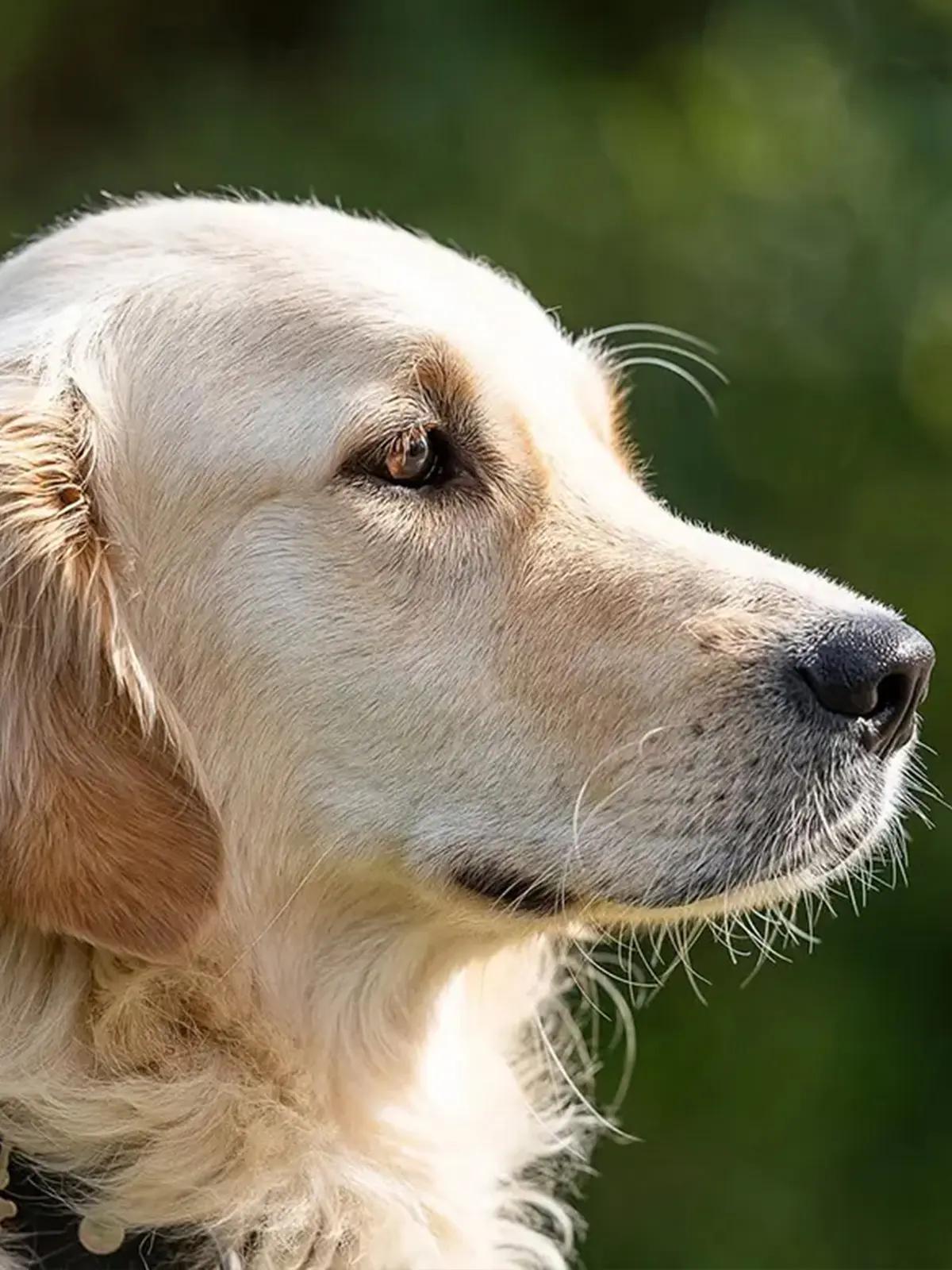 Chien en pleine nature autour de Fontainebleau