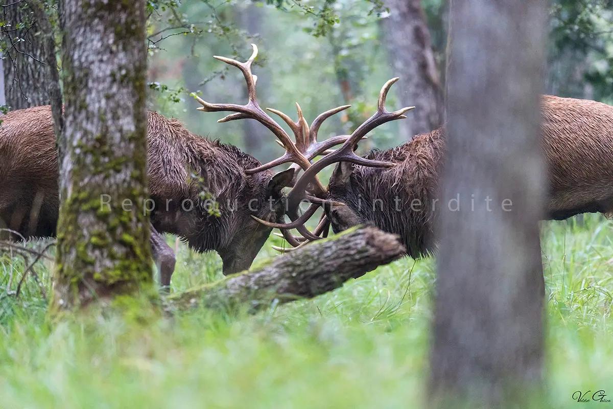 Combat de cerfs en forêt de Fontainebleau · Valdet Galica