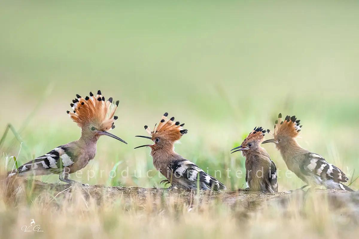 Huppes fasciées en forêt de Fontainebleau · Valdet Galica