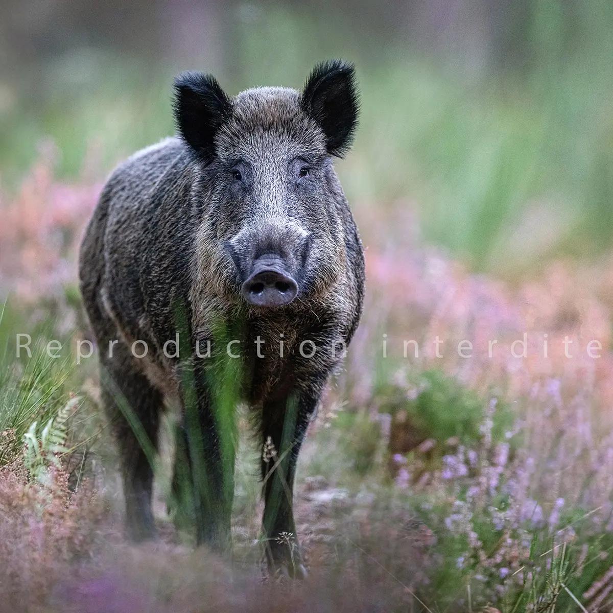 Sanglier en lisière de la forêt de Fontainebleau · Valdet Galica