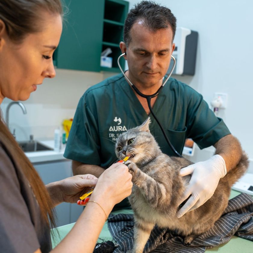 Pet Vaccinations in Dubai