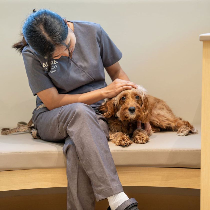 Spaying and Neutering in Dubai