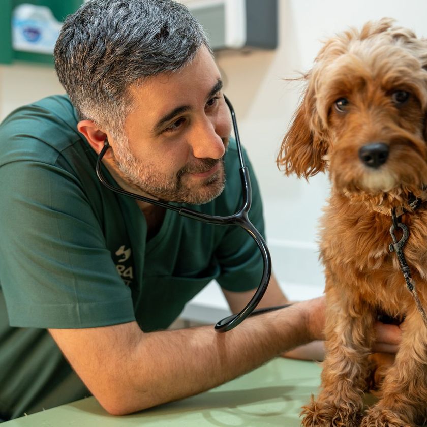 Veterinary Consultations in Dubai