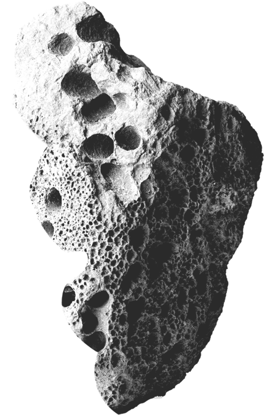 stride image
