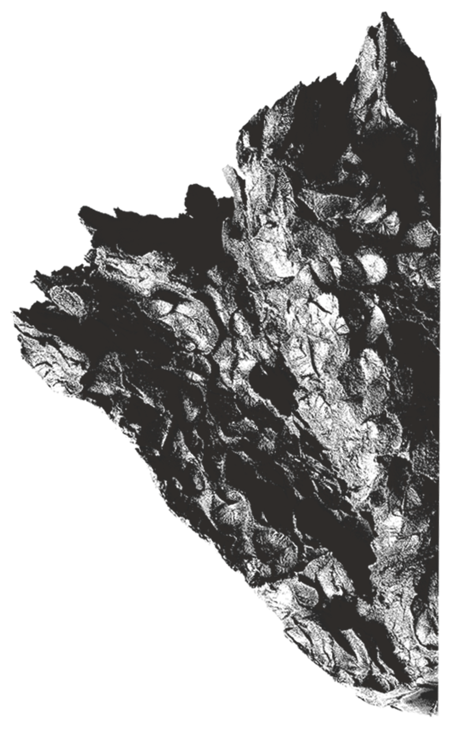 11-image