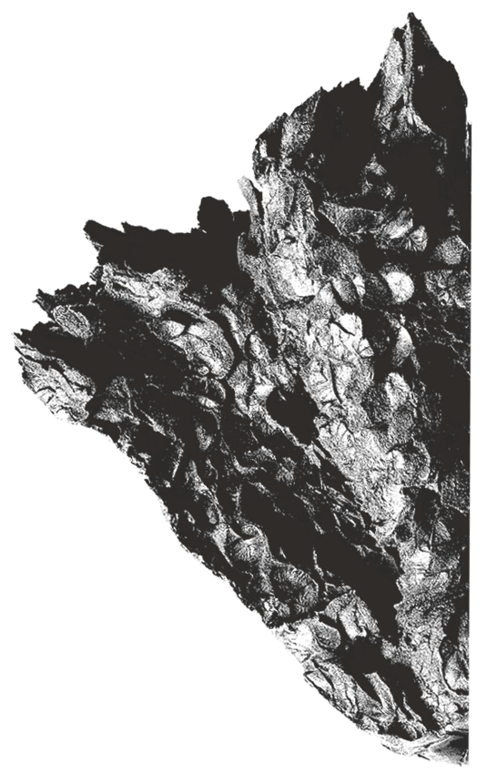 11-image