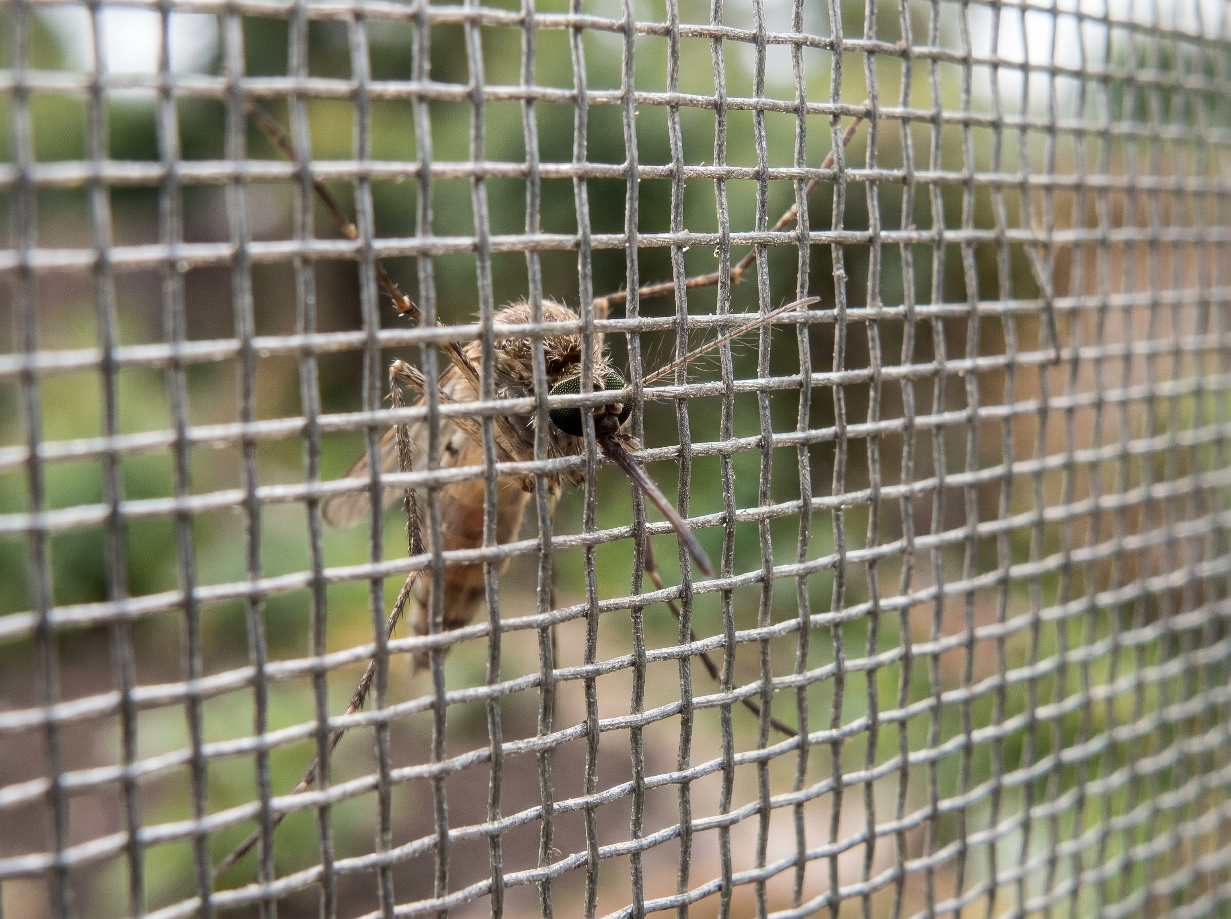 Extreme close-up macro photo of a fine mesh mosquito screen with a mosquito on the outside surface, unable to pass through