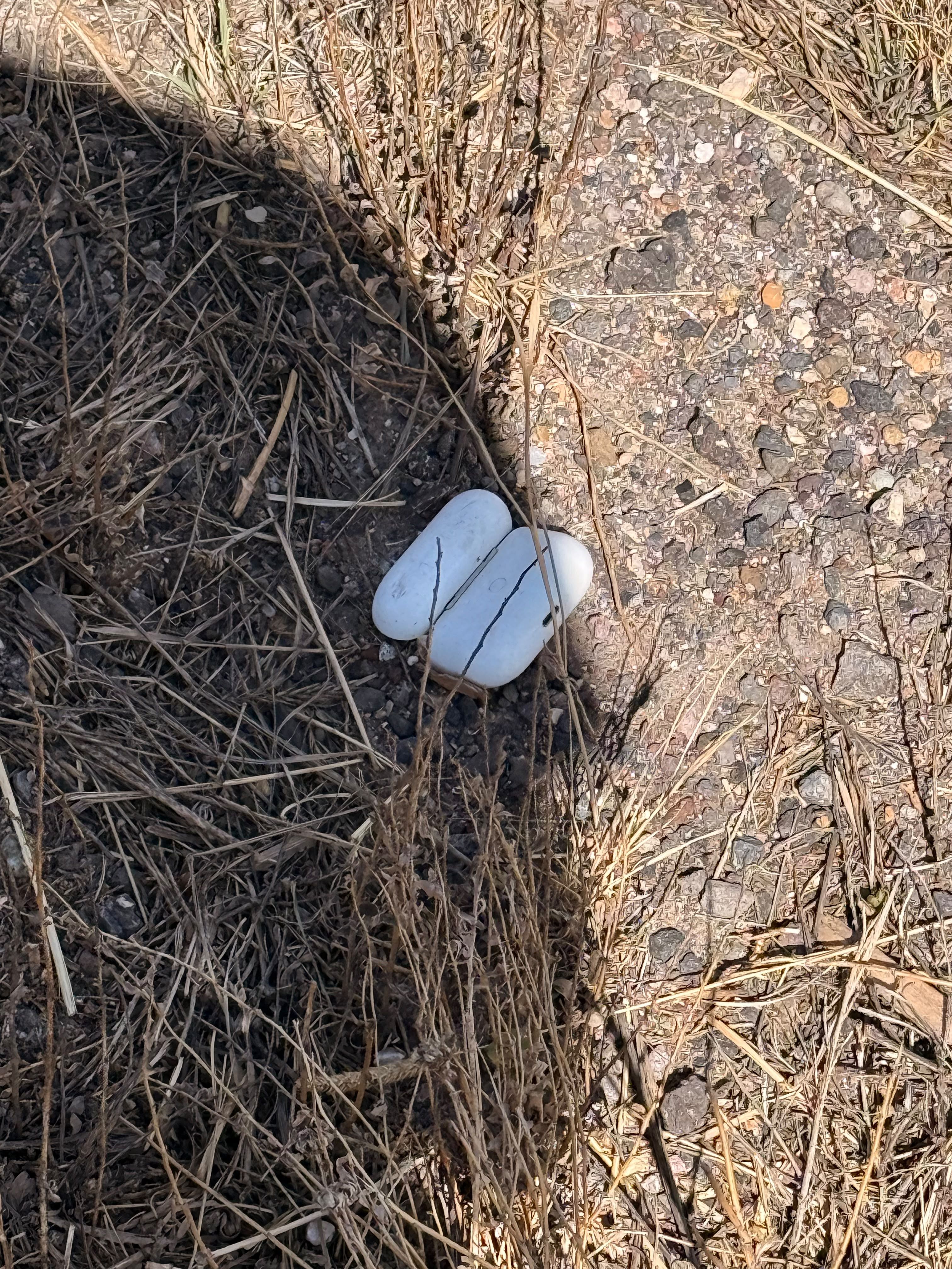 A pair of AirPods in dry grass