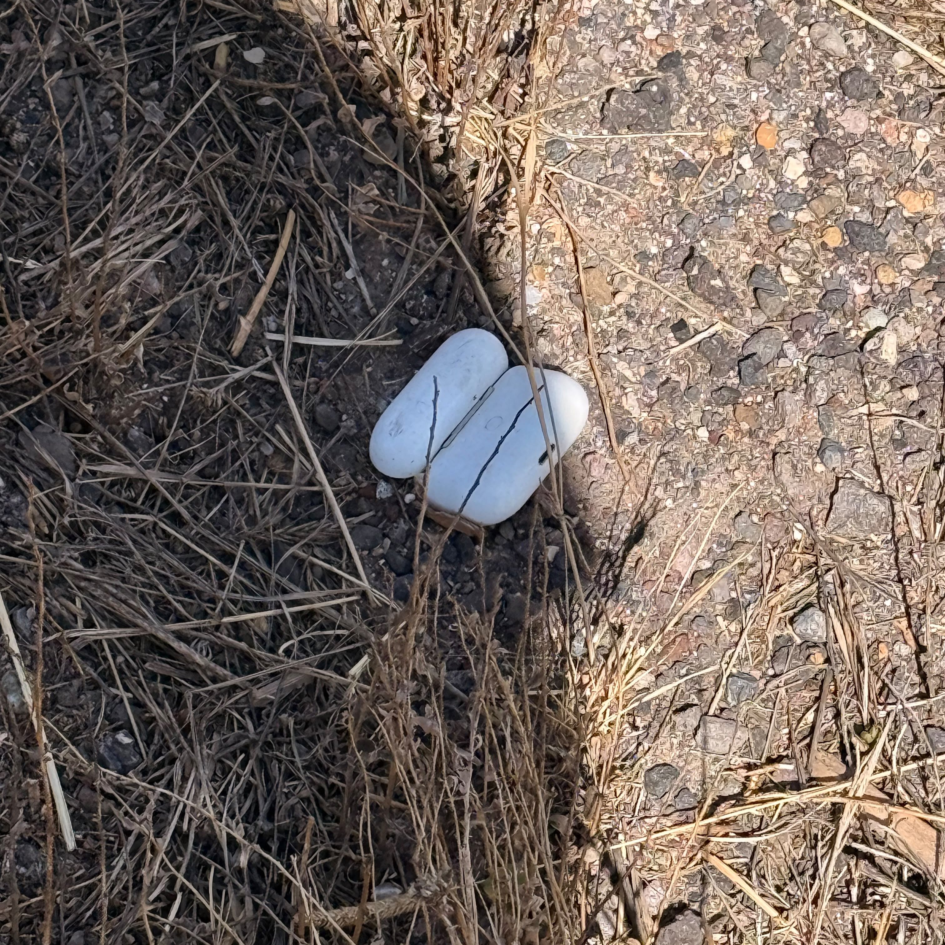 A pair of AirPods in dry grass