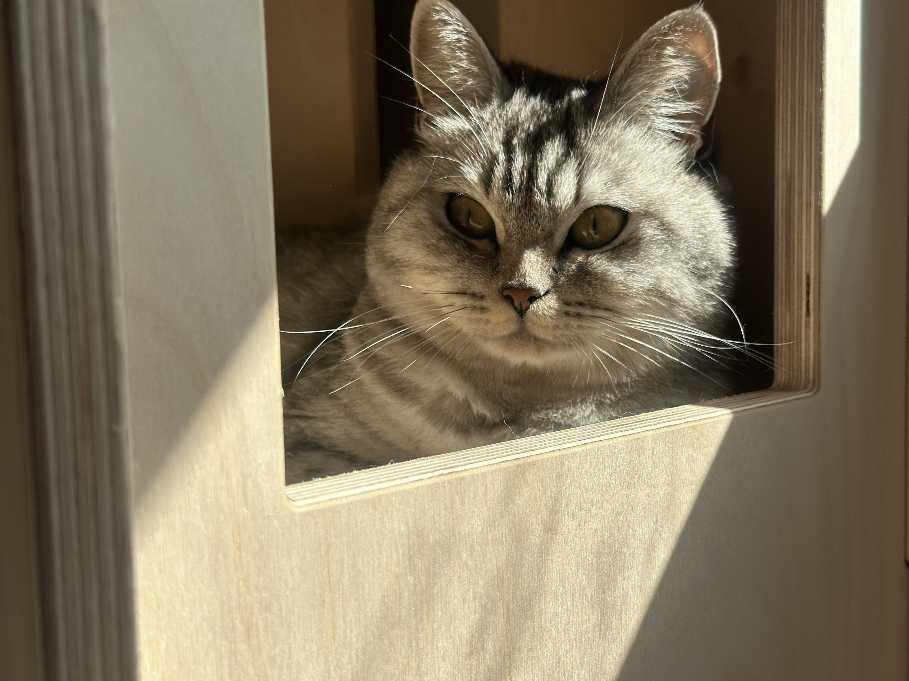 A cat resting in an opening of the birch plywood sample