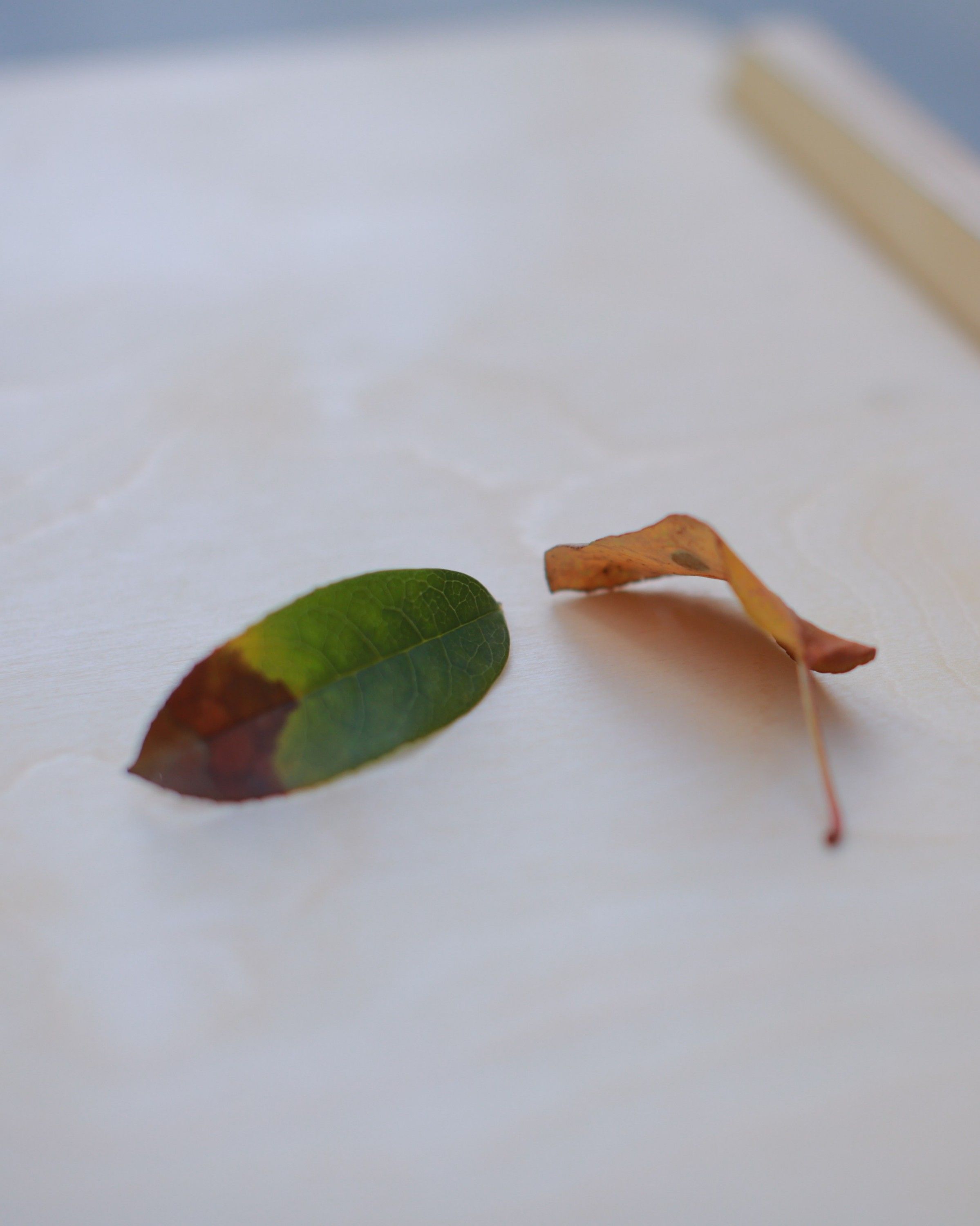 Two fallen leaves on the birch plywood top of the desk