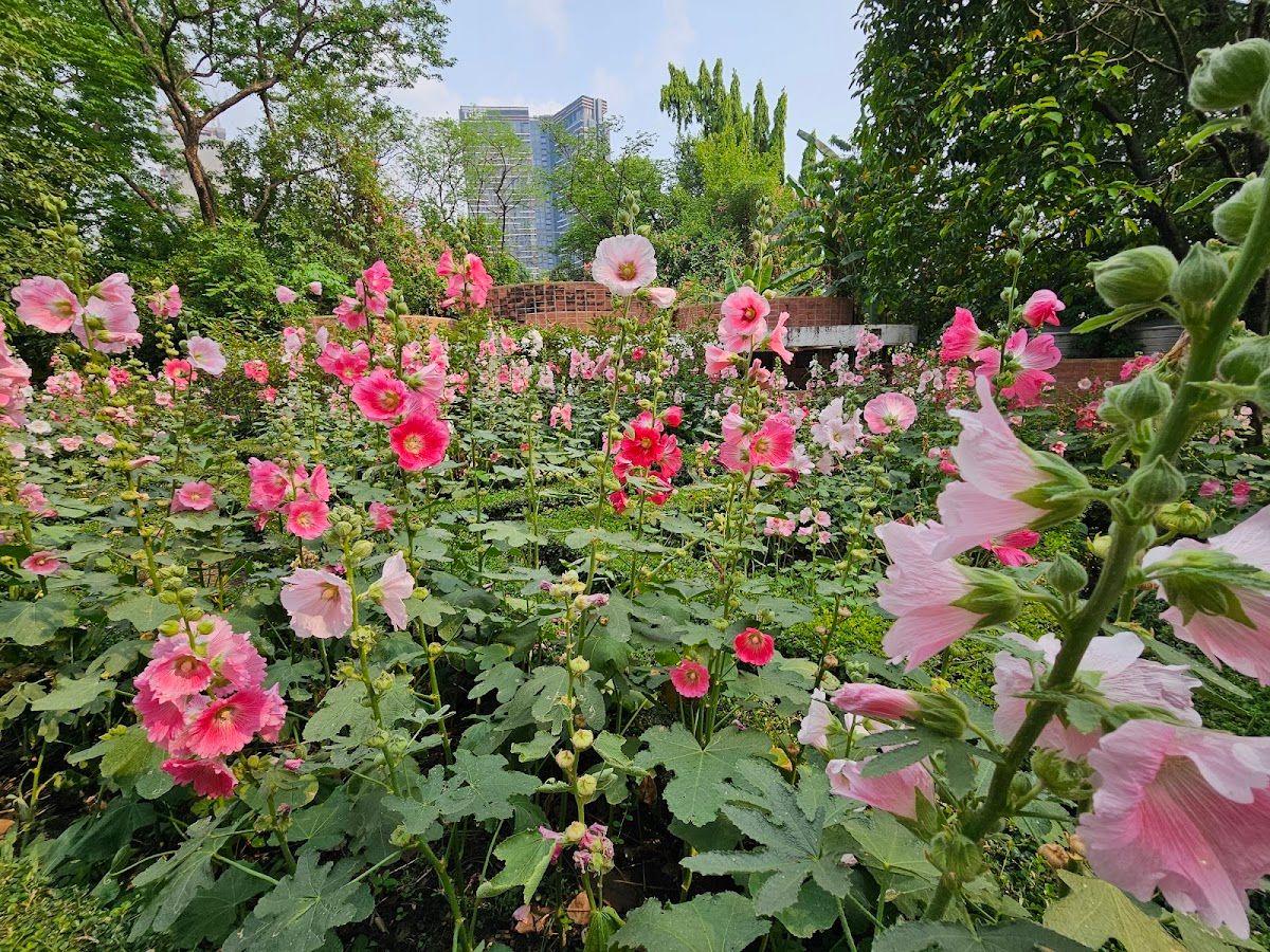 สวนสมเด็จพระนางเจ้าสิริกิติ์ - Image 6