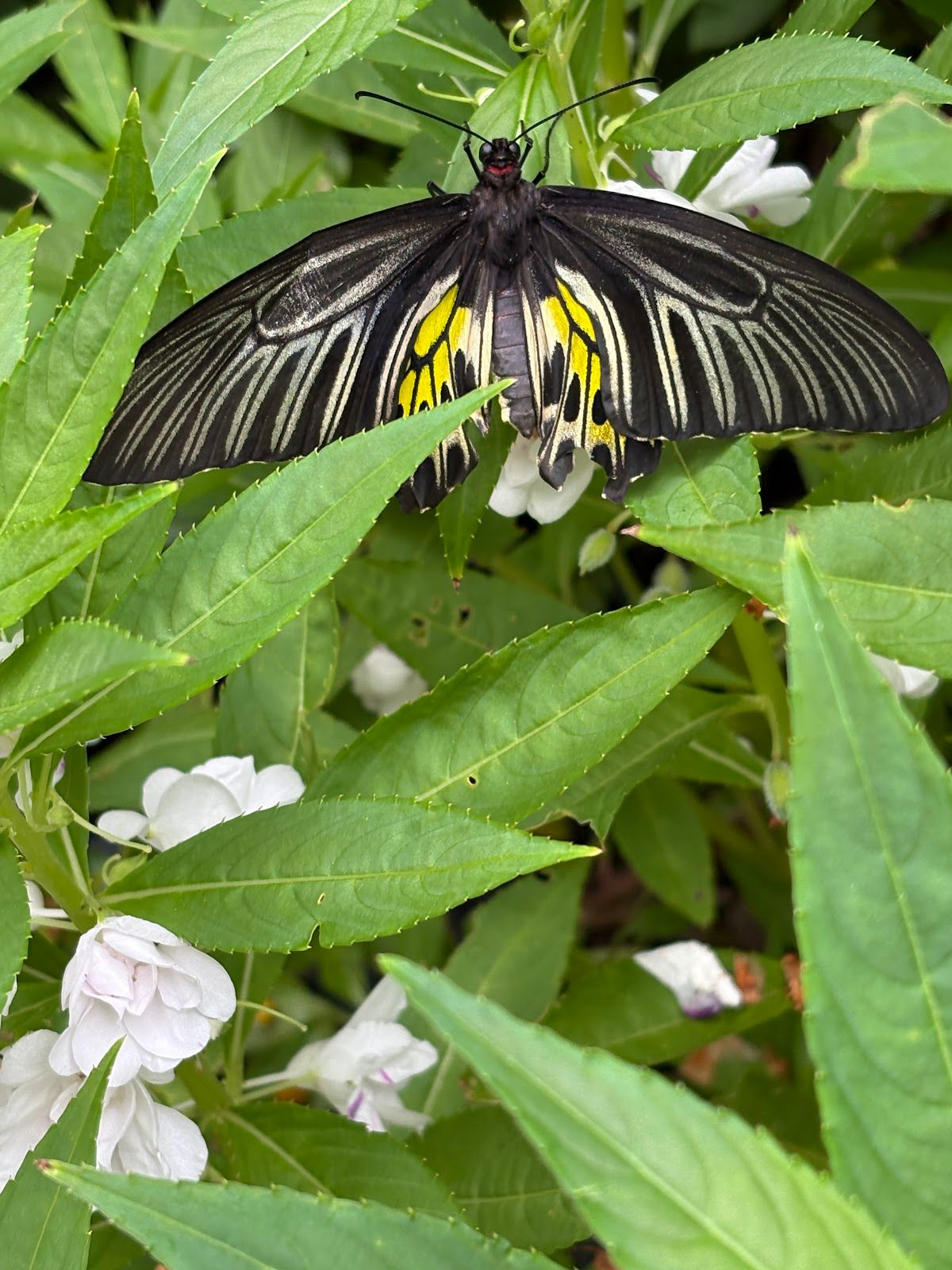 Bangkok Butterfly Garden and Insectarium - Image 5